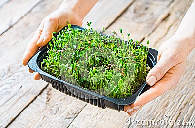 Micro greens in female hands Stock Photo