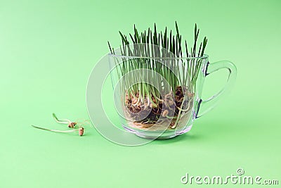 Micro greens, germinated grains and wheat sprouts for making wheat grass, on a green background Stock Photo