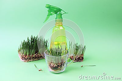 Micro greens, germinated grains and wheat sprouts for making wheat grass, on a green background Stock Photo