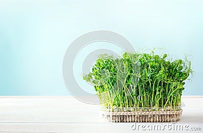 Micro greens healthy food,organic grass Stock Photo