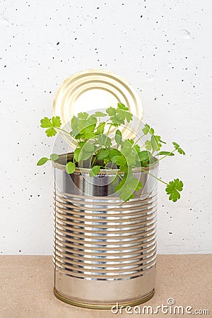Micro greens, parsley sprouts in tin can on white concrete wall background Stock Photo