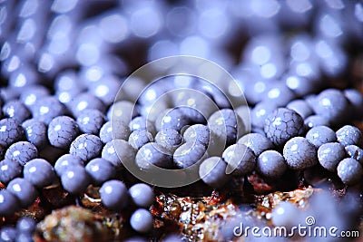 Micro-organism fungus mold Stock Photo