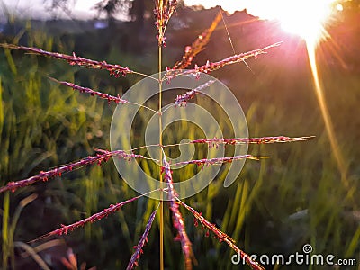 macro rice flowers. Stock Photo