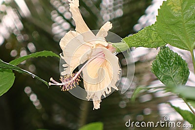 Micro view of China rose or hibiscus in an Indian garden. Stock Photo