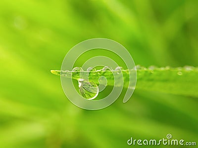 micro water drop holding to green blurred background Stock Photo