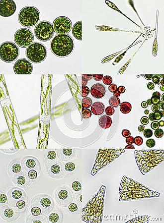 Microalgae under microscopic view, green algae, cyanobacteria, phytoplankton, diatom, algae mix collage background Stock Photo