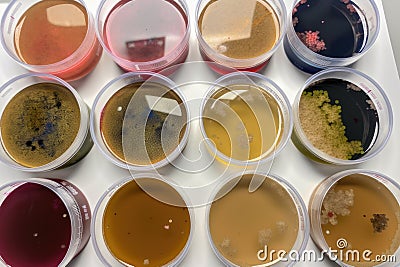 microbial cultures of different strains and species being compared side by side Stock Photo