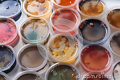 microbial cultures in petri dish array, showing diversity of species Stock Photo