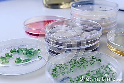 Microbiological culture in a petri dish for pharmaceutical bioscience research. Concept of science, laboratory and study of Stock Photo