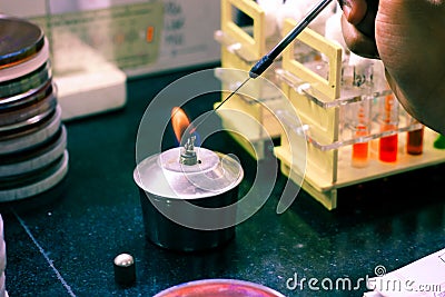 Microbiological inoculation loop being heated in a spirit lamp flame for sterilisation disinfection in a microbiology laboratory Stock Photo