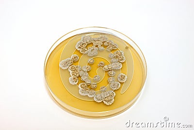 Microbiological plate Stock Photo