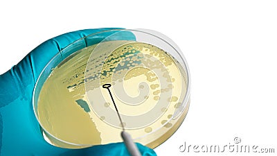 Microbiologist hand cultivating a petri dish whit inoculation loops on white background Stock Photo