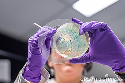 Doctor examining meningococcal bacterial culture plate Stock Photo
