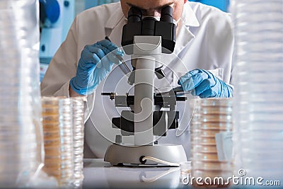 Microbiologist with microscope working with petri dish in the la Stock Photo