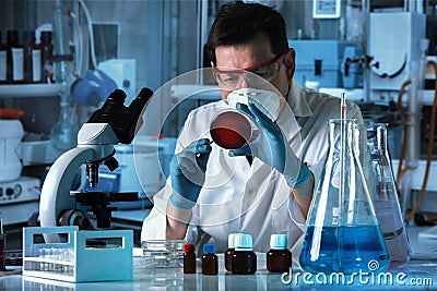 Microbiologist whit inoculation loops cultivating petri dish be Stock Photo