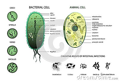 Microbiology. Animal cell, bacterium. Vector Illustration