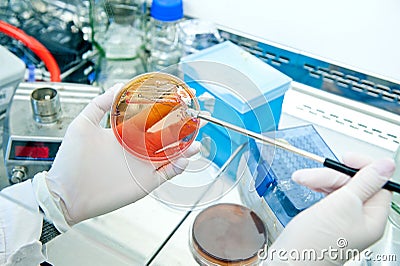 Microbiology - bacteria culture Stock Photo