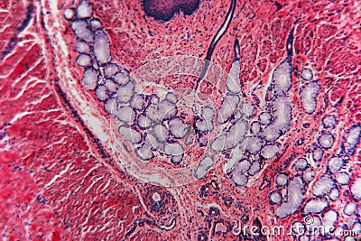 Microbiology cell- esophagus dog Stock Photo