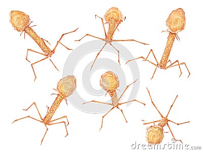 Microbiology concept. Bacteriophages isolated Cartoon Illustration