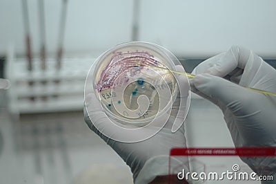 Microbiology Stock Photo