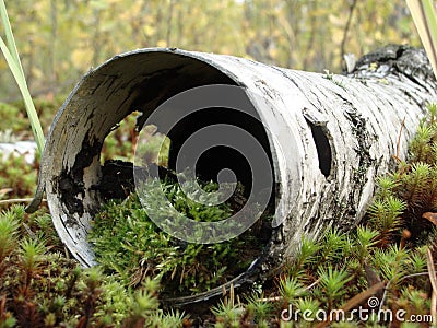 Microcosm in siberian nature Stock Photo