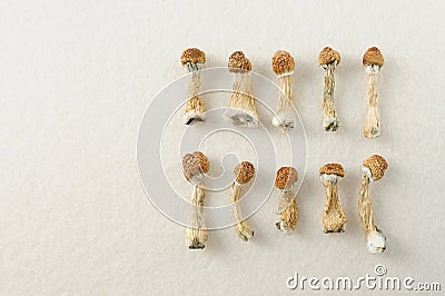 Microdosing diary plan. Dried psilocybin mushrooms Golden Teacher, pattern on white background. Stock Photo