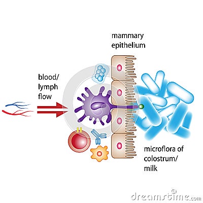 Mammary Epithelium Medical Illustration Vector Illustration