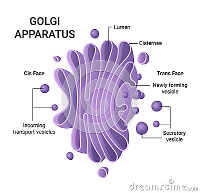 Illustration of the Golgi apparatus structure. Vector infographics Stock Photo