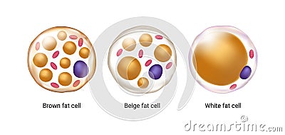 Vector set of brown, beige and white fat cells. Illustration of adipose tissue Vector Illustration