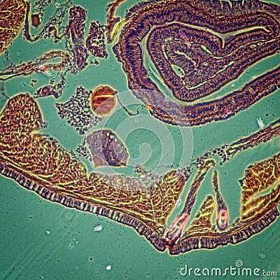 Micrograph earthworm crosscutting Stock Photo