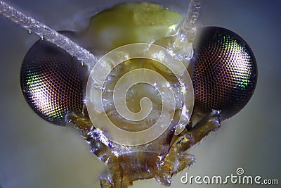 Micrograph of lacewing insect Stock Photo