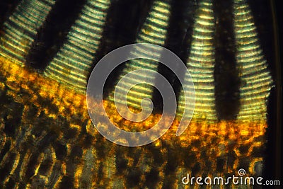 Micrograph of the peristome of the hair cap moss, Polytrichum. Stock Photo