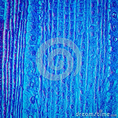 Micrograph plant root tip tissue Stock Photo