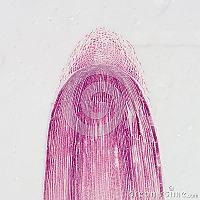 Micrograph plant root tip tissue Stock Photo