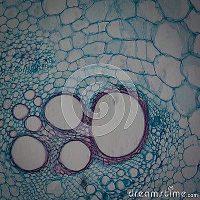 Micrograph plant tissue stem of pumpkin Stock Photo