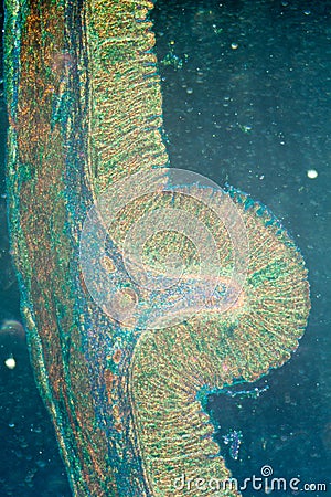 Micrograph of stomach tissue Stock Photo