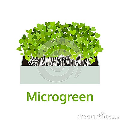 Microgreen, healthy vegetable, food vector illustration Vector Illustration