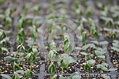 Microgreen Herbs Stock Photo