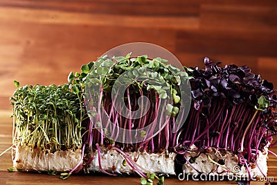 Microgreen kress, pink radish sprouts on background, vegan, vegetarian, healthy eating concept Stock Photo