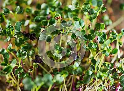 Microgreen plants grown in urban environments Stock Photo