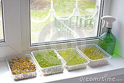 microgreen plants standing near the window Stock Photo