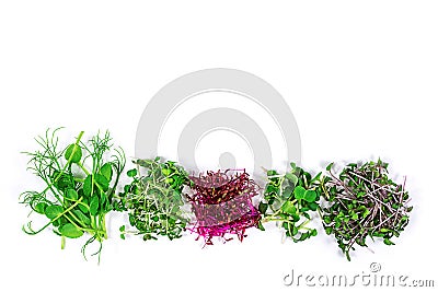 Microgreen sprouts of arugula, mustard, radish, pea, amaranth in assortment on a light background. Copy space. Stock Photo