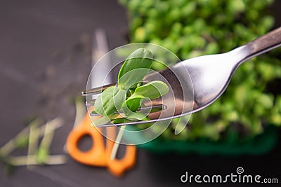 Microgreen sunflower on fork. Raw sprouts microgreens, healthy eating. Stock Photo