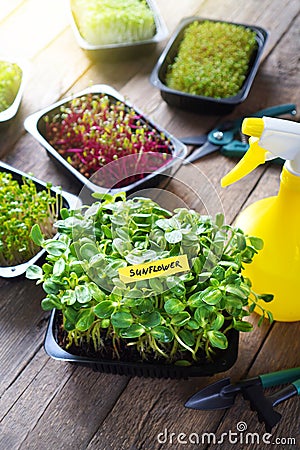 Microgreen Sunflower and other microgreens sprouts Stock Photo