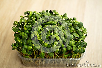 microgreen sunflower seeds Stock Photo
