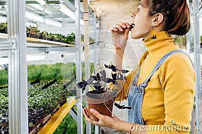 Microgreen vertical greenhouse farm growing food for vegans Stock Photo