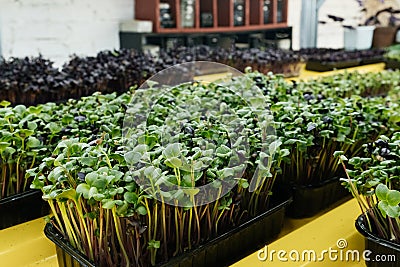 Microgreen vertical indoor farm at home for vegan food Stock Photo