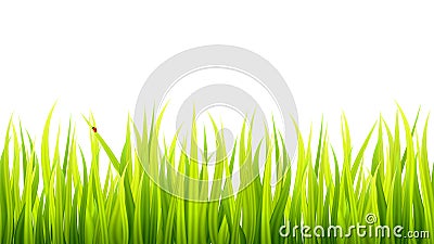 Microgreen wheat sprouts Vector Illustration