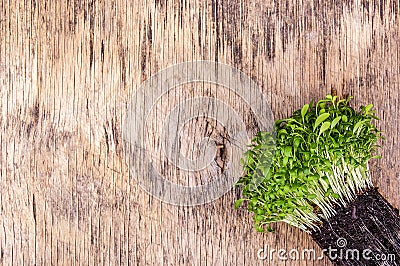 Microgreen on wooden background. Microgreen watercress. Fresh aromatic tasty healthy herb Stock Photo