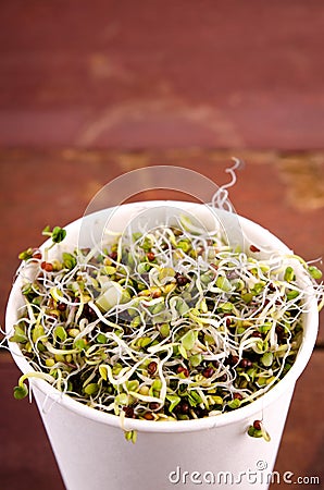 Microgreens assortment in paper cup. Healthy Green Salad with fresh raw sprouts Stock Photo